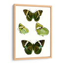 Espécimen De Mariposa Vii - Vision Studio | Cuadro decorativo de Canvas Lab