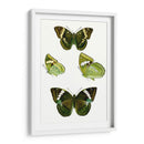 Espécimen De Mariposa Vii - Vision Studio | Cuadro decorativo de Canvas Lab