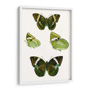 Espécimen De Mariposa Vii - Vision Studio | Cuadro decorativo de Canvas Lab