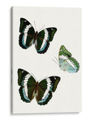 Espécimen De Mariposa Viii - Vision Studio | Cuadro decorativo de Canvas Lab
