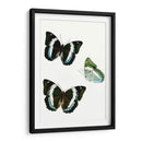 Espécimen De Mariposa Viii - Vision Studio | Cuadro decorativo de Canvas Lab