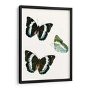 Espécimen De Mariposa Viii - Vision Studio | Cuadro decorativo de Canvas Lab