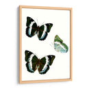 Espécimen De Mariposa Viii - Vision Studio | Cuadro decorativo de Canvas Lab