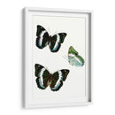 Espécimen De Mariposa Viii - Vision Studio | Cuadro decorativo de Canvas Lab