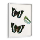 Espécimen De Mariposa Viii - Vision Studio | Cuadro decorativo de Canvas Lab