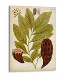Espécimen Hortícola Iii | Cuadro decorativo de Canvas Lab