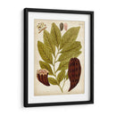 Espécimen Hortícola Iii | Cuadro decorativo de Canvas Lab