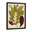 Espécimen Hortícola Iii | Cuadro decorativo de Canvas Lab