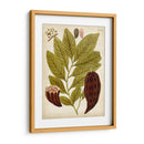 Espécimen Hortícola Iii | Cuadro decorativo de Canvas Lab