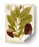 Espécimen Hortícola Iii | Cuadro decorativo de Canvas Lab