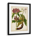 Espécimen Hortícola Iv | Cuadro decorativo de Canvas Lab