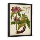 Espécimen Hortícola Iv | Cuadro decorativo de Canvas Lab
