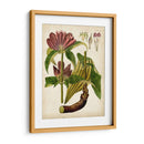 Espécimen Hortícola Iv | Cuadro decorativo de Canvas Lab