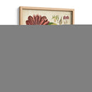 Espécimen Hortícola Iv | Cuadro decorativo de Canvas Lab