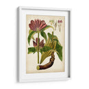 Espécimen Hortícola Iv | Cuadro decorativo de Canvas Lab