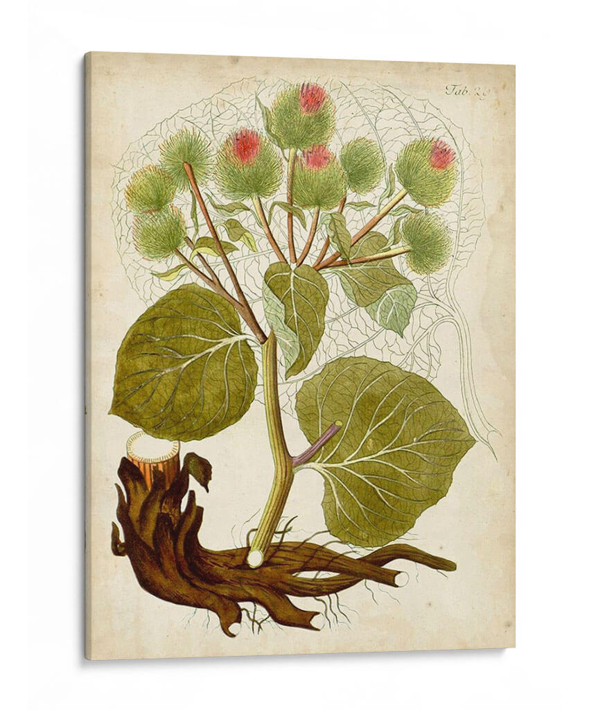 Espécimen Hortícola V | Cuadro decorativo de Canvas Lab