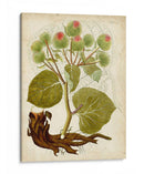 Espécimen Hortícola V | Cuadro decorativo de Canvas Lab