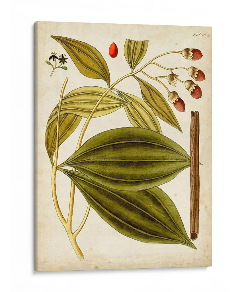 Espécimen Hortícola Vi | Cuadro decorativo de Canvas Lab