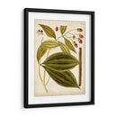Espécimen Hortícola Vi | Cuadro decorativo de Canvas Lab