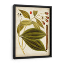Espécimen Hortícola Vi | Cuadro decorativo de Canvas Lab