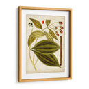 Espécimen Hortícola Vi | Cuadro decorativo de Canvas Lab