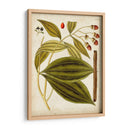 Espécimen Hortícola Vi | Cuadro decorativo de Canvas Lab