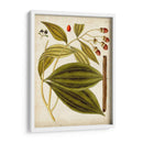 Espécimen Hortícola Vi | Cuadro decorativo de Canvas Lab