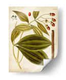 Espécimen Hortícola Vi | Cuadro decorativo de Canvas Lab