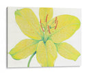 Cidron Tiger Lily I - Tim OToole | Cuadro decorativo de Canvas Lab