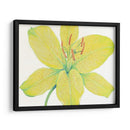Cidron Tiger Lily I - Tim OToole | Cuadro decorativo de Canvas Lab