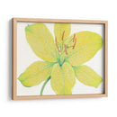 Cidron Tiger Lily I - Tim OToole | Cuadro decorativo de Canvas Lab