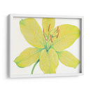 Cidron Tiger Lily I - Tim OToole | Cuadro decorativo de Canvas Lab