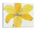 Cidron Tiger Lily Ii - Tim OToole | Cuadro decorativo de Canvas Lab