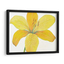 Cidron Tiger Lily Ii - Tim OToole | Cuadro decorativo de Canvas Lab