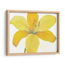 Cidron Tiger Lily Ii - Tim OToole | Cuadro decorativo de Canvas Lab