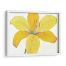 Cidron Tiger Lily Ii - Tim OToole | Cuadro decorativo de Canvas Lab