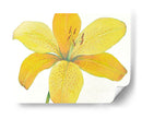 Cidron Tiger Lily Ii - Tim OToole | Cuadro decorativo de Canvas Lab
