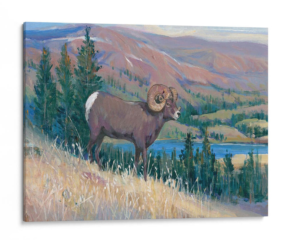 Animales Del Oeste Iii - Tim OToole | Cuadro decorativo de Canvas Lab