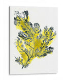 Citron Mar Kelp Iv - June Erica Vess | Cuadro decorativo de Canvas Lab