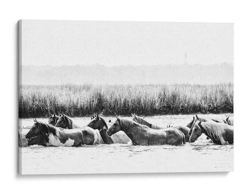 Caballos De Agua Iii - PH Burchett | Cuadro decorativo de Canvas Lab