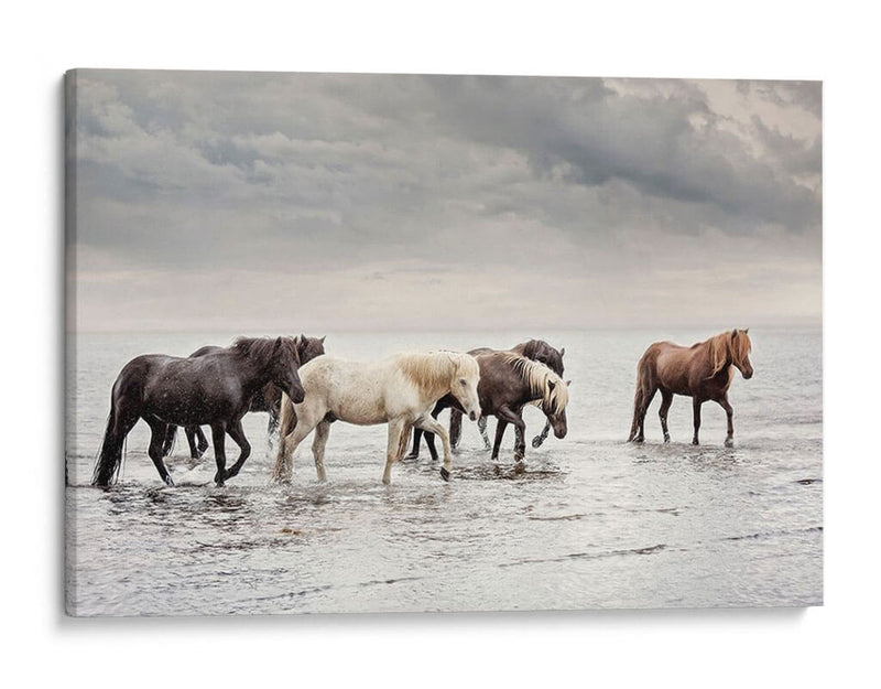 Caballos De Agua Iv - PH Burchett | Cuadro decorativo de Canvas Lab