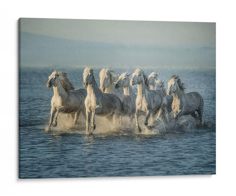 Caballos De Agua Vi - PH Burchett | Cuadro decorativo de Canvas Lab