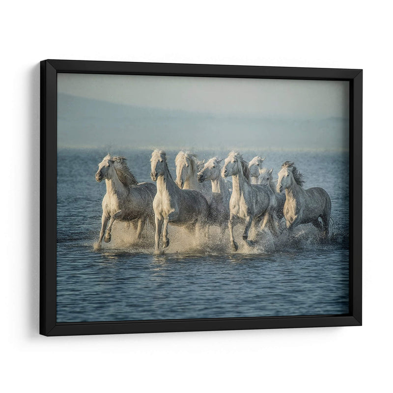 Caballos De Agua Vi - PH Burchett | Cuadro decorativo de Canvas Lab