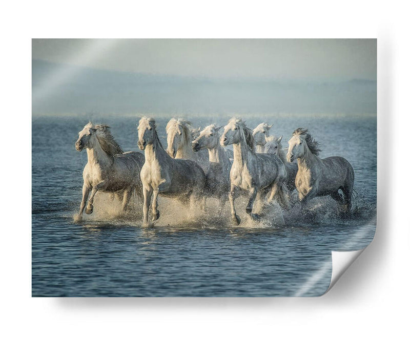 Caballos De Agua Vi - PH Burchett | Cuadro decorativo de Canvas Lab