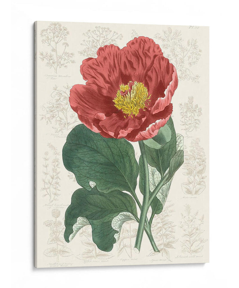 Peony Flower Garden I - Vision Studio | Cuadro decorativo de Canvas Lab