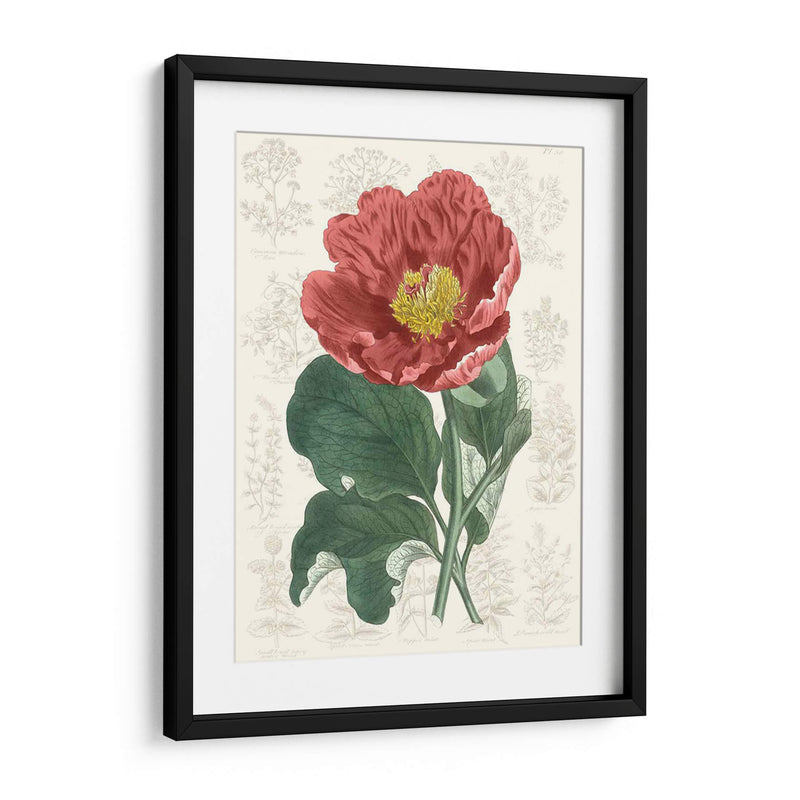 Peony Flower Garden I - Vision Studio | Cuadro decorativo de Canvas Lab