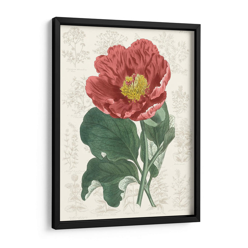 Peony Flower Garden I - Vision Studio | Cuadro decorativo de Canvas Lab