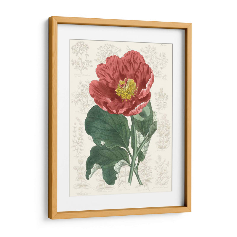 Peony Flower Garden I - Vision Studio | Cuadro decorativo de Canvas Lab