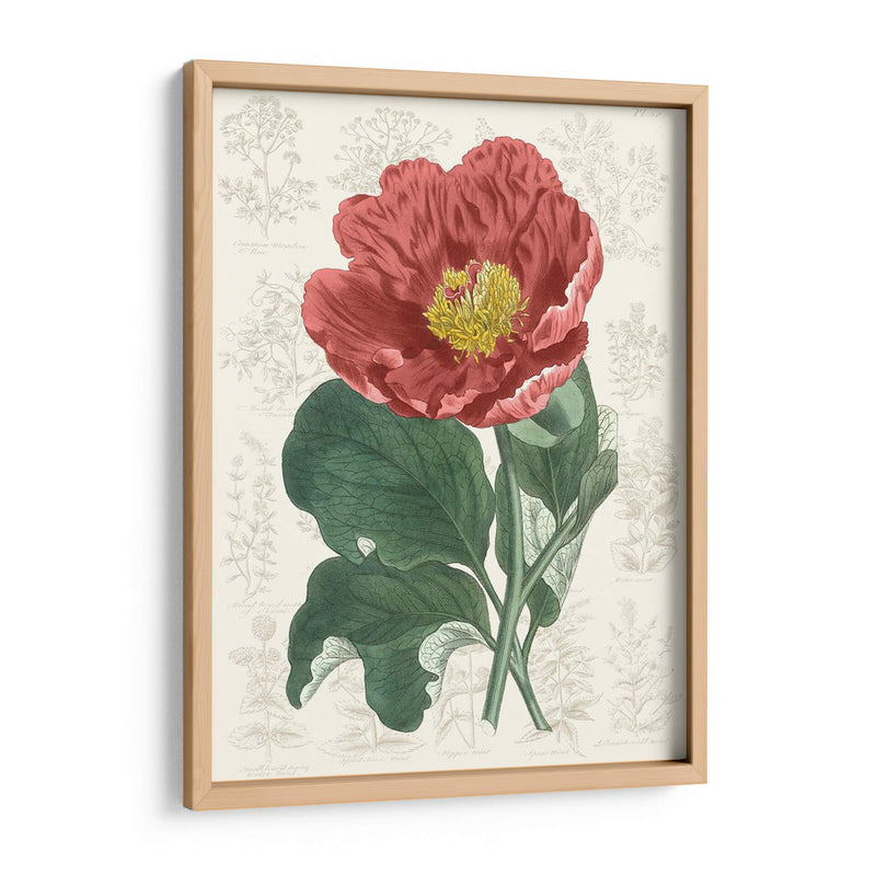 Peony Flower Garden I - Vision Studio | Cuadro decorativo de Canvas Lab