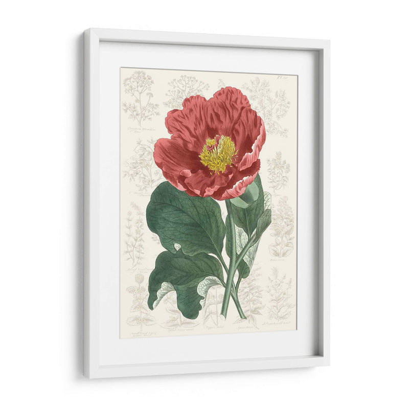 Peony Flower Garden I - Vision Studio | Cuadro decorativo de Canvas Lab